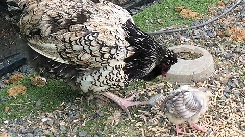 Baby chick, free range chickens and maremma dog #livestockguardiandog