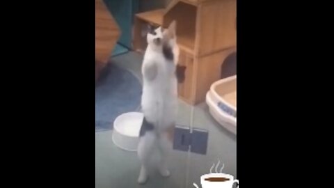 Dancing Cat/ dancing animal.