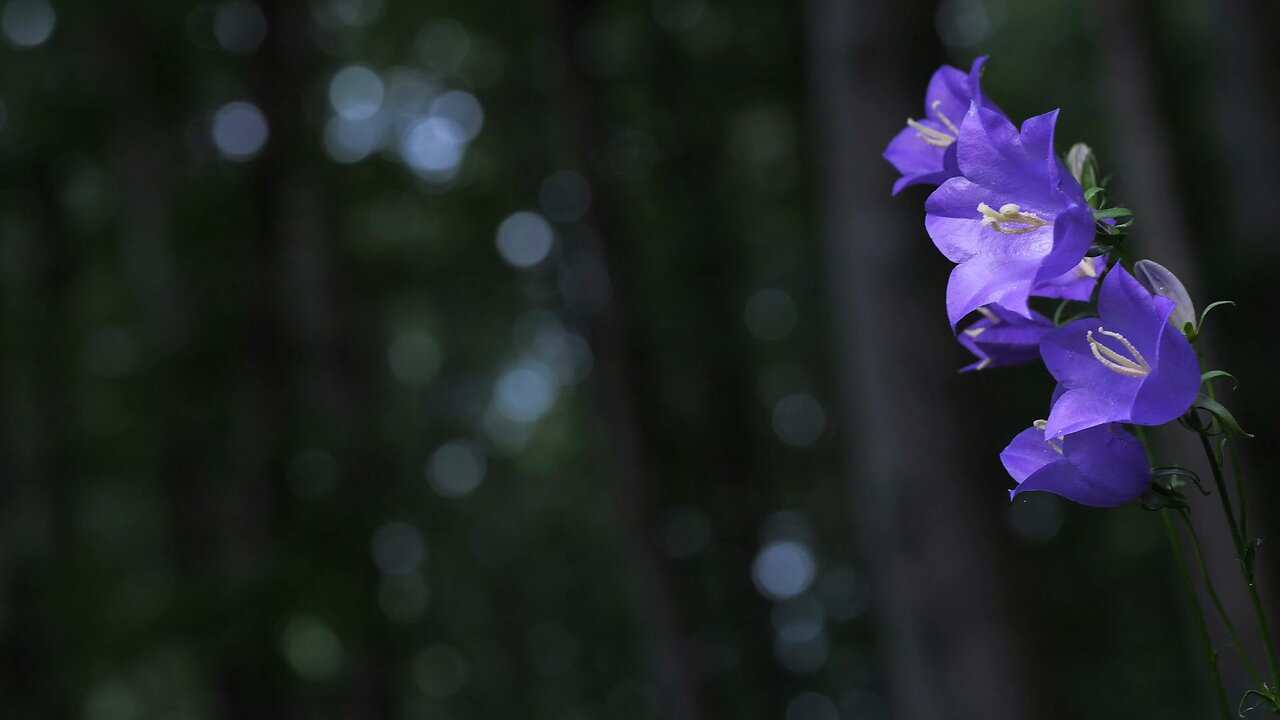 "Echoes of the Bluebell"