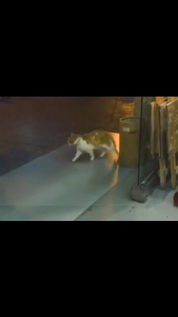 The cat imitates Michael Jackson his way