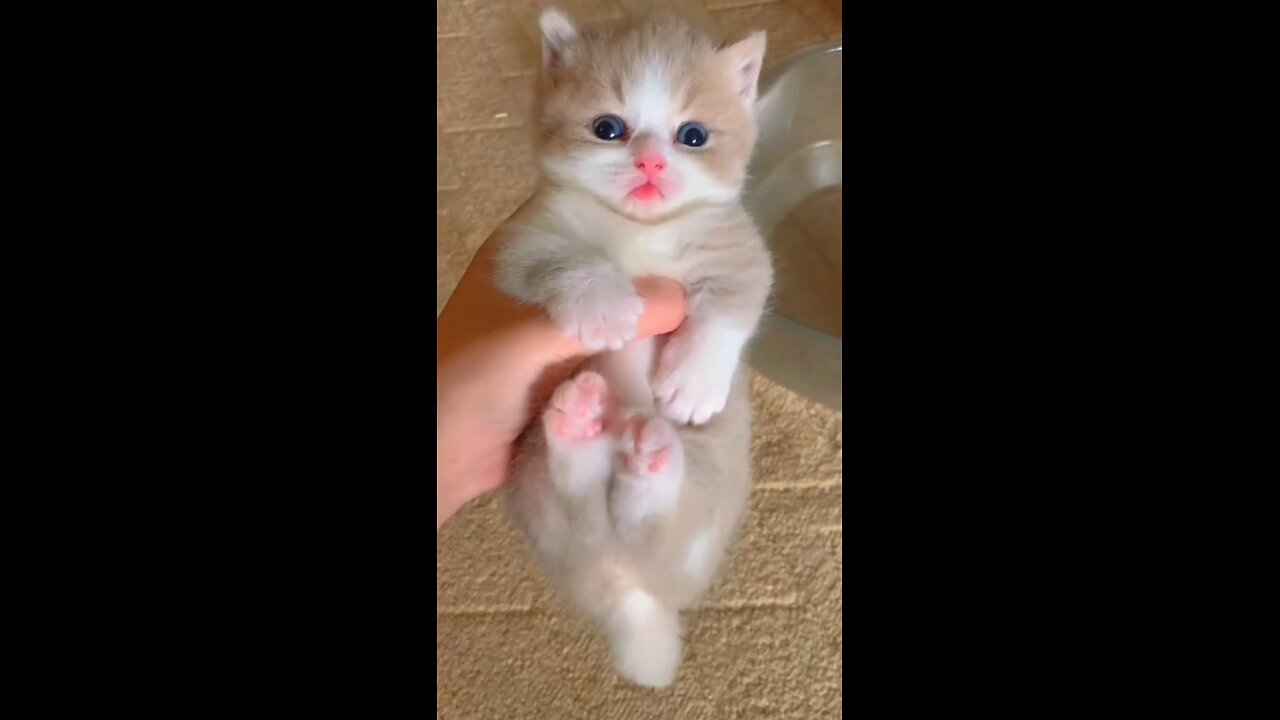 cute kitten