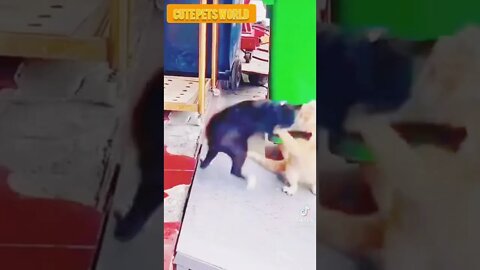 Cute and funny cat videos/#kitten #cat #kitty #funny kitten #funnycat #trending #shorts #tiktok