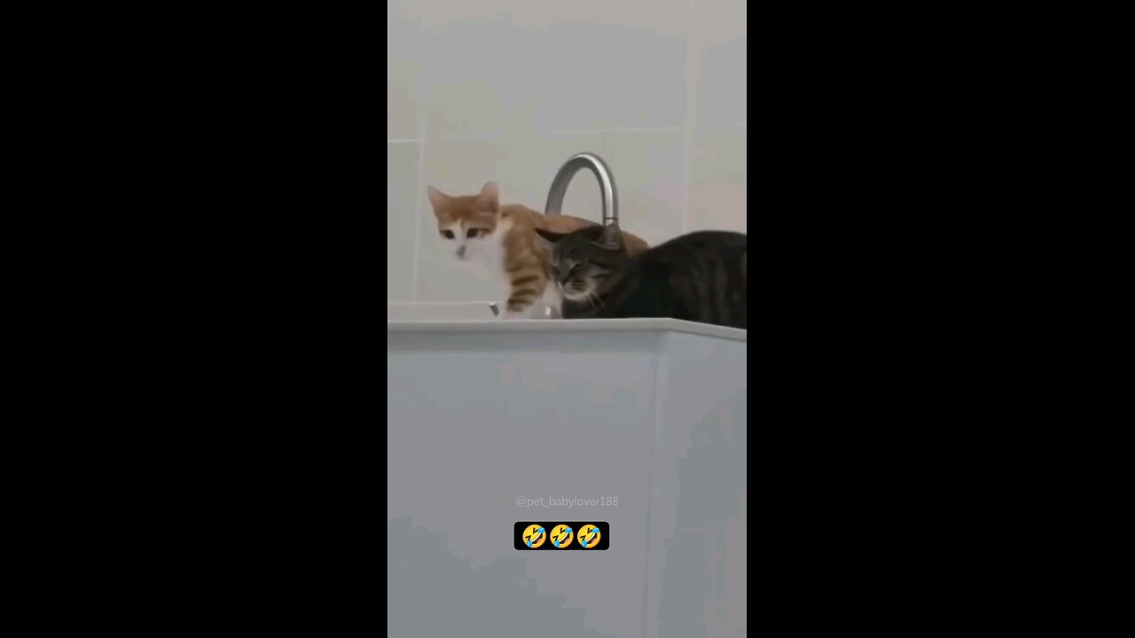 funny animals doing funny things