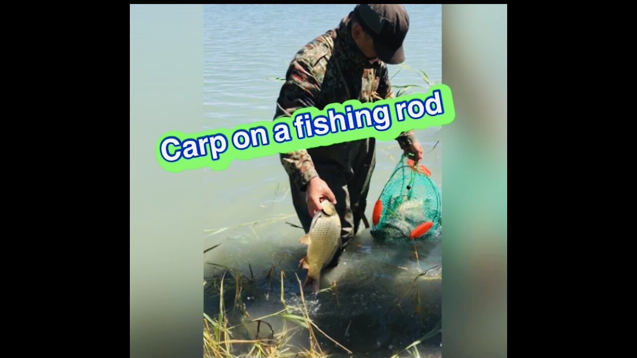 Carp on a fishing rod