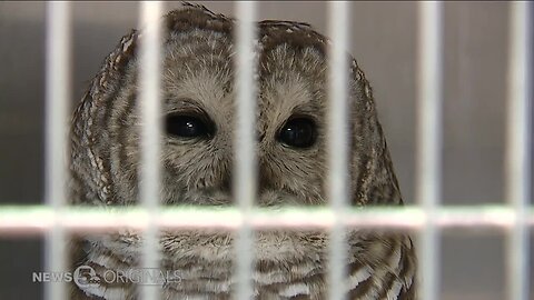 Warmer winter leads to spike in wildlife injuries