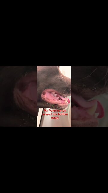 #Labrador has to go back to the vet! #Puppy stitches are hard. #Shorts #shortsvideo