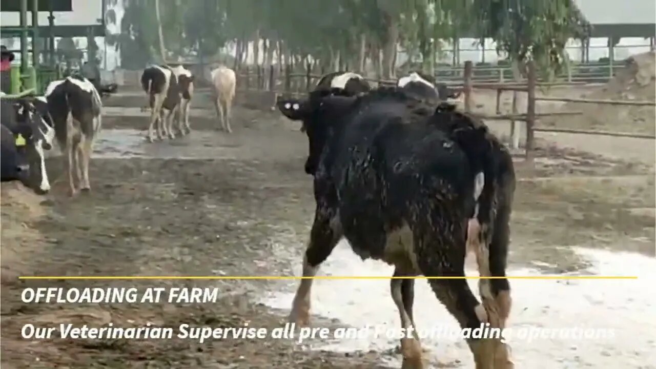 How Animal Reach farm from Port to Farm | Dairy Cattle | shipping