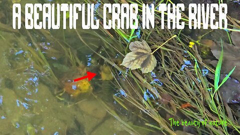 A crab in the river / beautiful animal in nature.