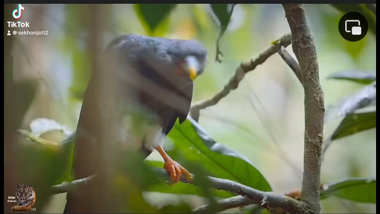 caracara birds