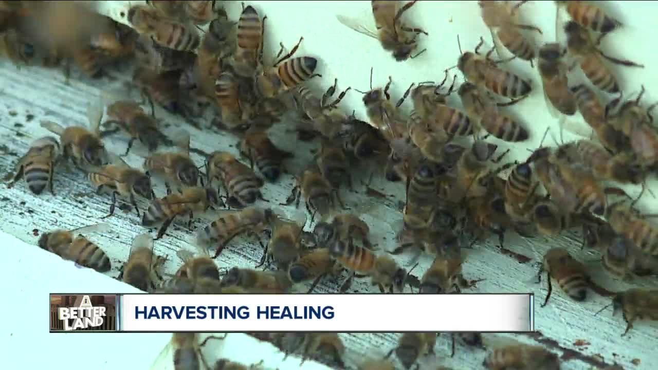 Shelter offers beekeeping to help residents with PTSD