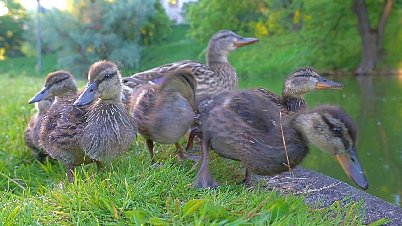 7 Ducklings, Mallard Duck Family