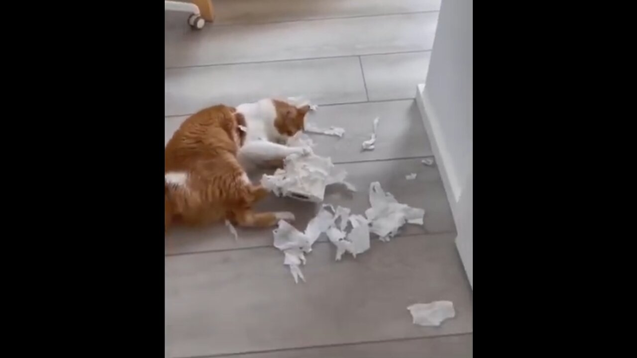 Funny animals video