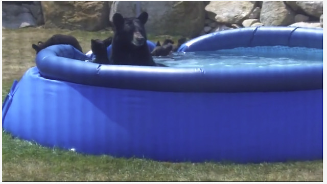 This Mama Bear Took Her Cubs For A Pool Swim