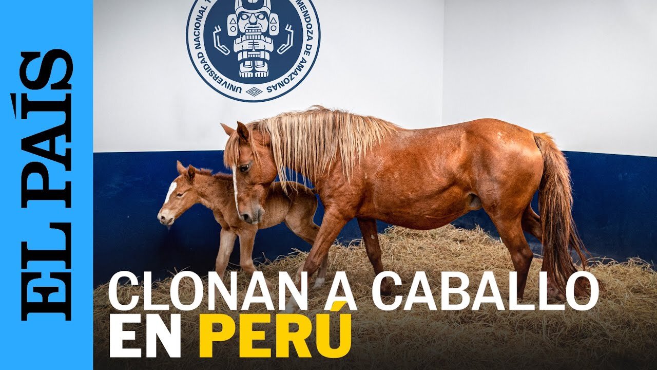 PERÚ | Investigadores logran clonar un caballo autóctono de Perú | EL PAÍS