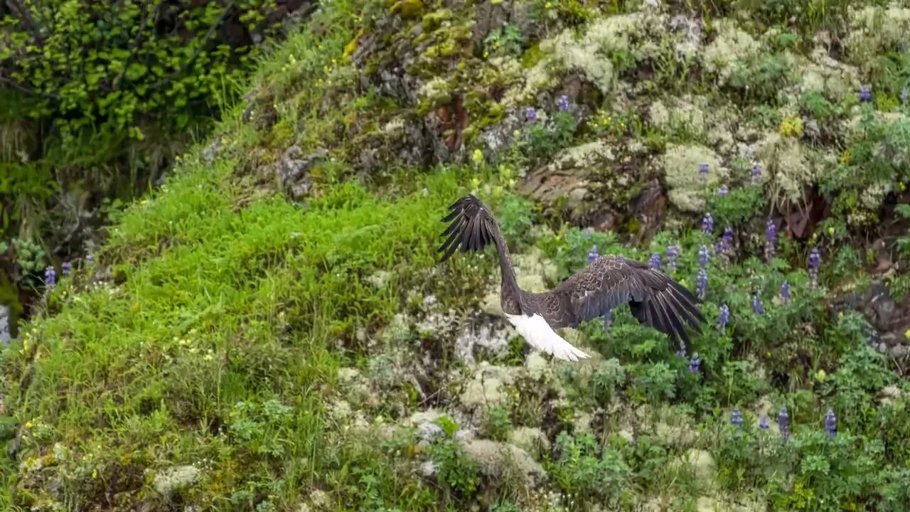 Bald Eagle: Perch to Perch, Sony A1/Sony Alpha1, 4k