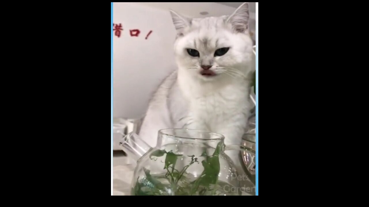 This cat is Crazy cat/ Drink water in side of bottle with out broken 🤣🤣🤣