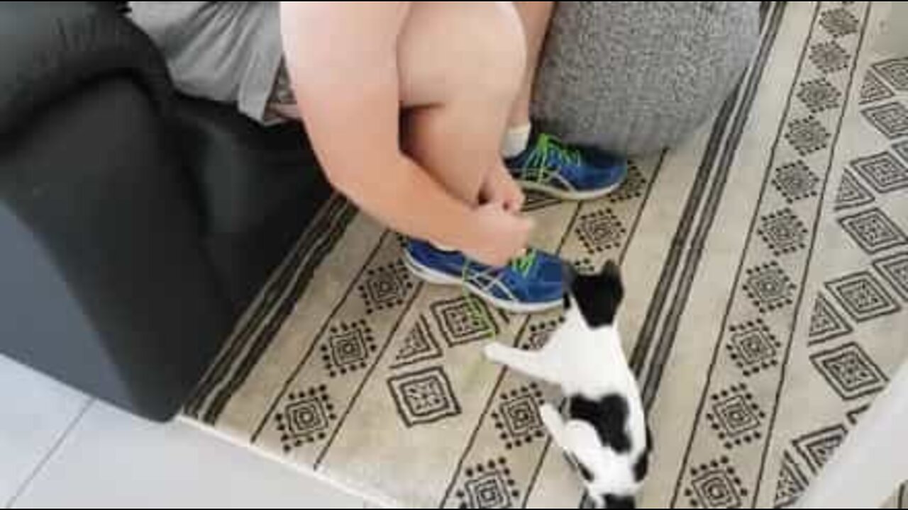 Kitten won't let its owner tie her shoes