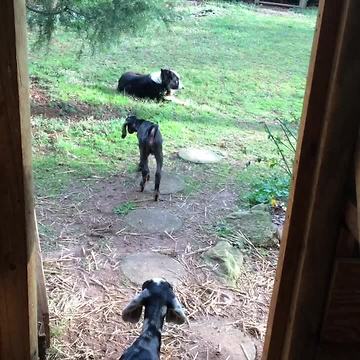 Baby goat opens door, gets stopped by Border Collie