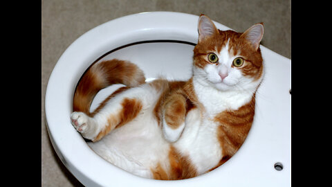 Funniest Cats in the world