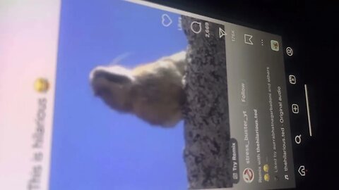 Animals being funny 2023