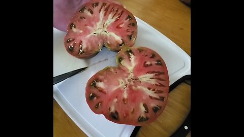 My daughter's Cherokee purple 🍅