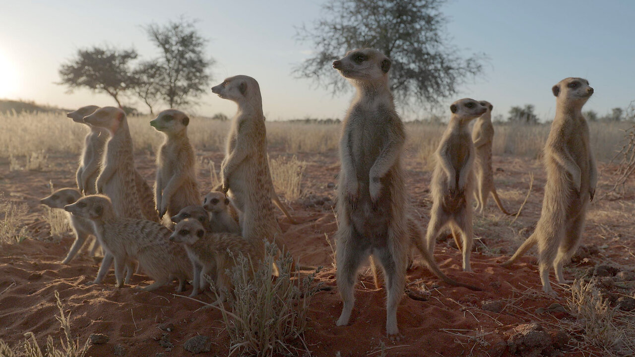 Somos documentales - Namibia la vida en la selva - Documental