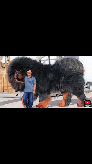 Dodo the world best Big dog 🐕🐕