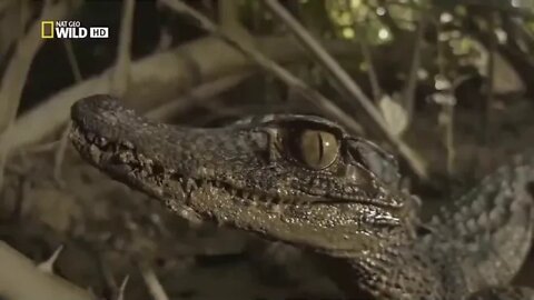 THE $ SILENT KILLER ANACONDA National Geographic Documentary