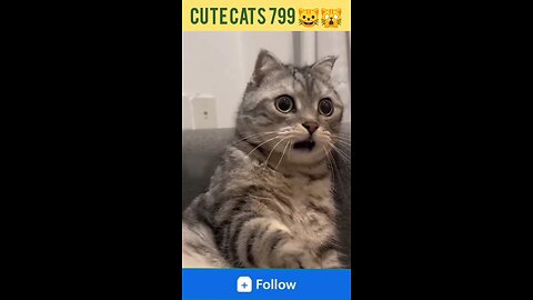 Funniest animals videos cats 🙀 and dogs 🐕 #shorts