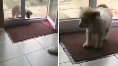 When you don't want to mess with mommy || Puppy with good manners