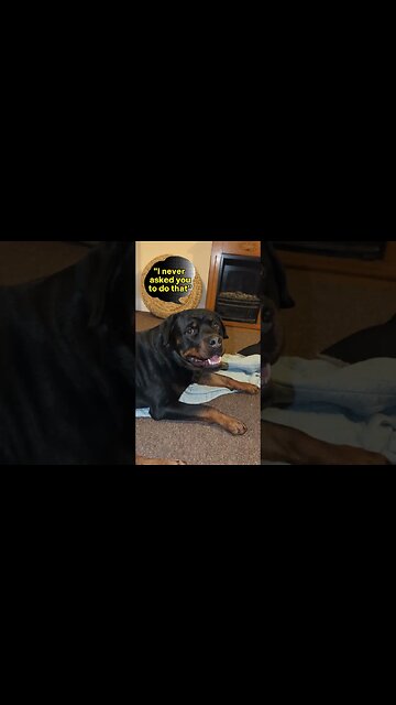 Talking to my DOG about his REACTIVITY! 🥺 #shorts #rottweiler #dogs