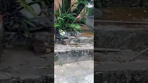 #dogshow , #animals , #dogs , #shorts