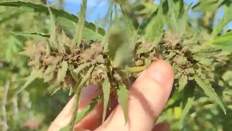 last update for the year on this garden cheers