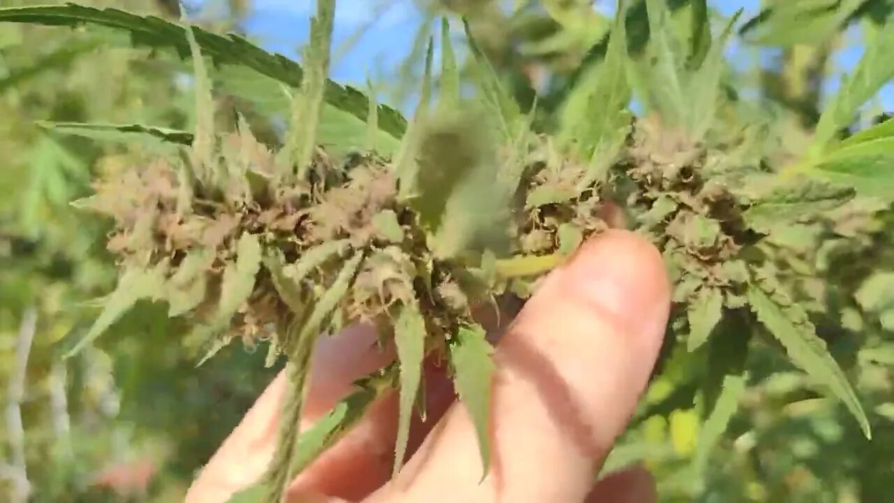 last update for the year on this garden cheers