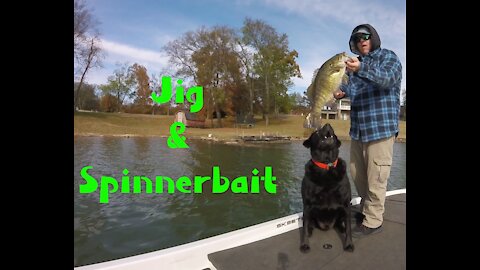 Jig and Spinnerbait