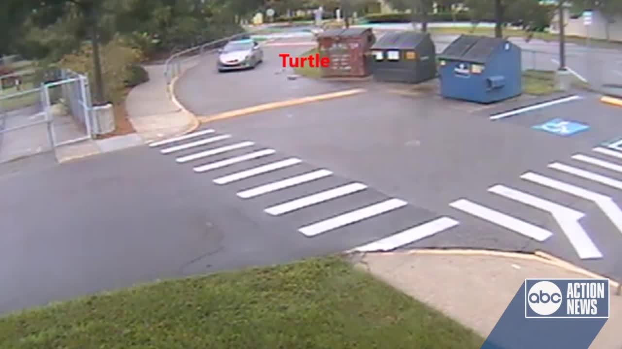 Driver intentionally runs over gopher tortoise in Dunedin