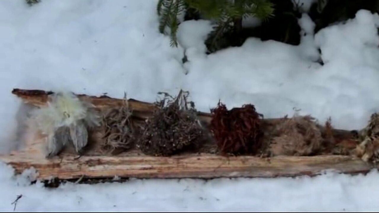 PRIMITIVE SURVIVAL, Cold, Damp and Lots of Winter Weather Tinder Options