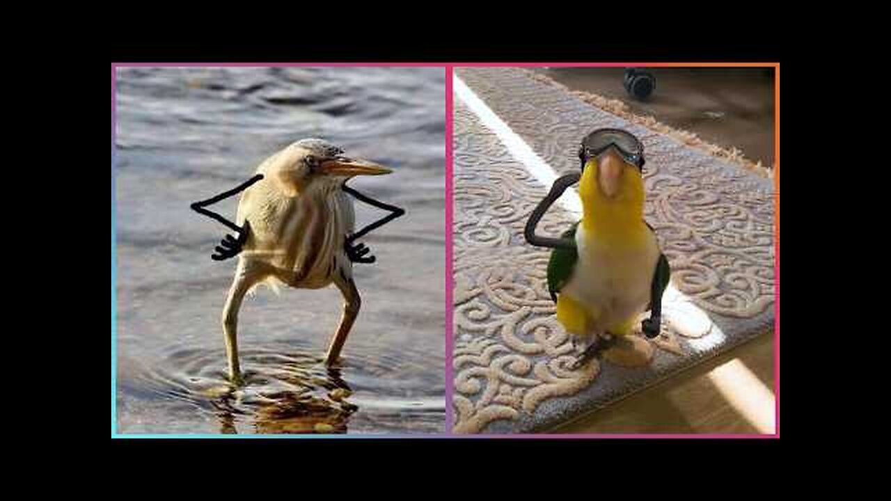 Birds with Arms being the Funniest Thing Ever ▶2 @LeopARTnik