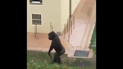 Gorillas escape the rain