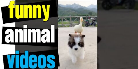 Funny Animal Videos - Awesome Funny Pet Animals | Cute Animals | Super Funny Dog Videos #short video