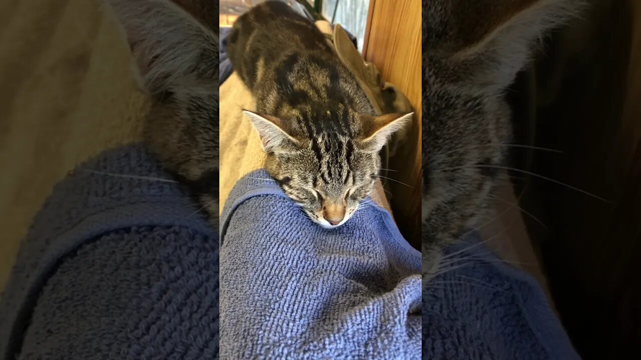 Our feral kitten lying on baby bird brooders