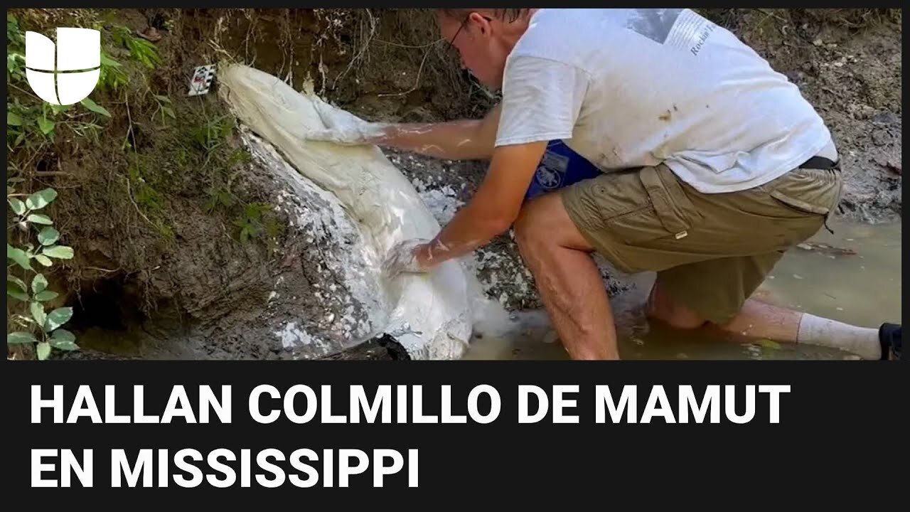 Un mamut en Mississippi: el excepcional hallazgo de un colmillo de seis pies de la Edad de Hielo