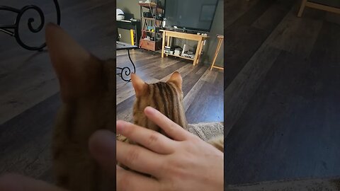 peace has been achieved!