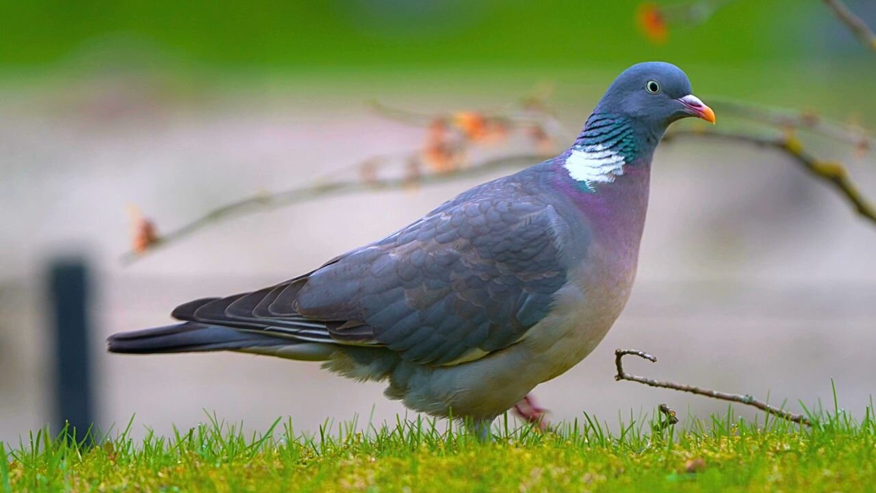 Common Wood Pigeon Goes Back to Foraging