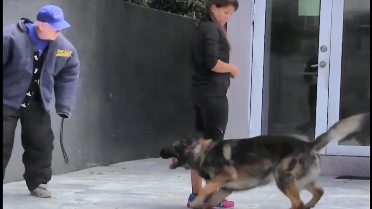 Guard Dog Training Explained Step by Step