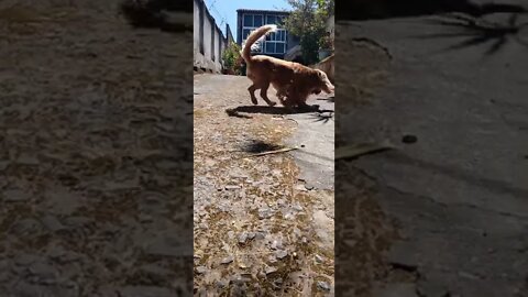 dog , shorts