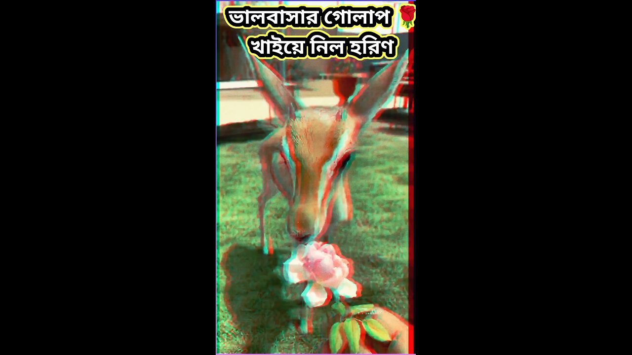 ভালোবাসার গোলাপ খাইয়ে নিল হরিণ 😍 #ytshorts #funny #শর্ট #comedy #shorts #viral #tiktok #funny