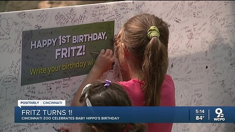 Fritz turns 1! Cincinnati Zoo celebrates baby hippo's birthday