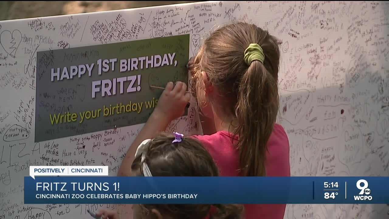 Fritz turns 1! Cincinnati Zoo celebrates baby hippo's birthday