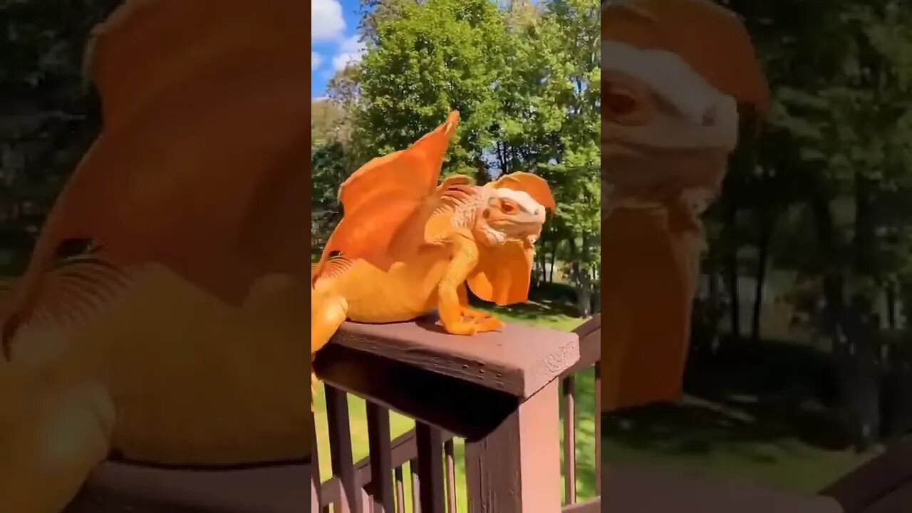 Flaming Dragon.